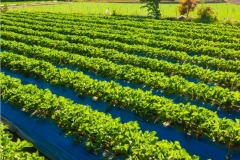 WhatsApp-Image-2026-01-28-at-10.50.01-PM3